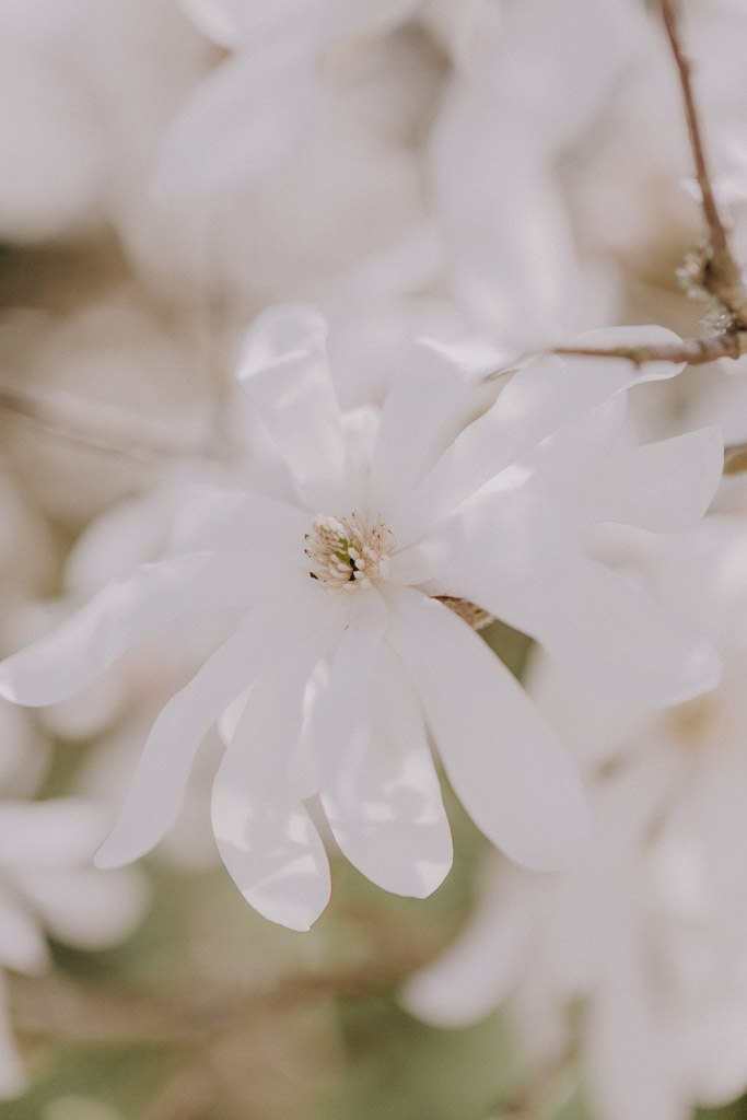 Detailaufnahme einer Magnolienblüte